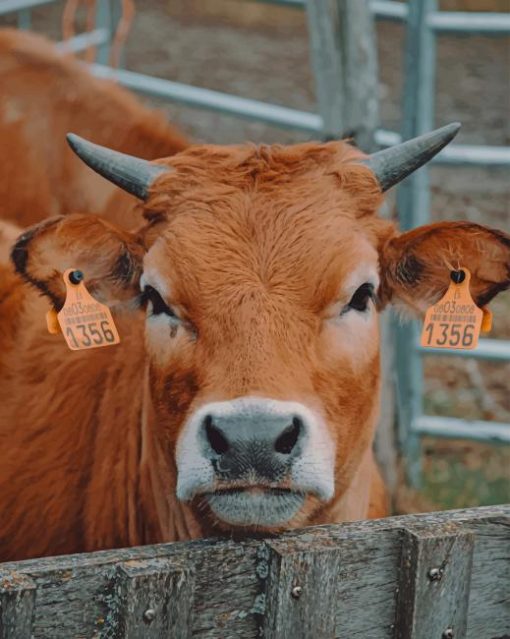 Calf In farm Siege Paint by numbers