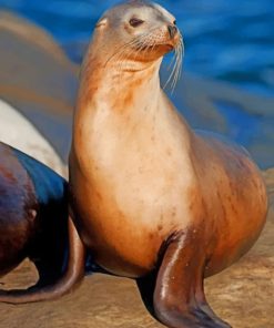 California Sea Lion On The Rock paint by numbers