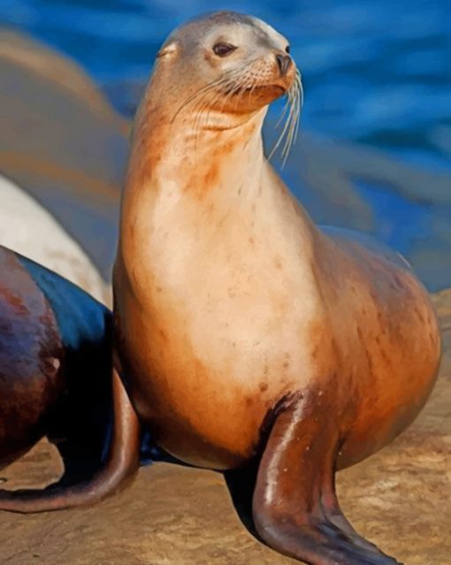 California Sea Lion On The Rock paint by numbers