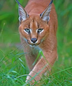 Caracal Cat paint by numbers