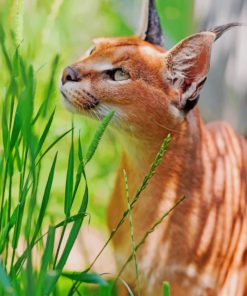 Cute Caracal Cat paint by numbers