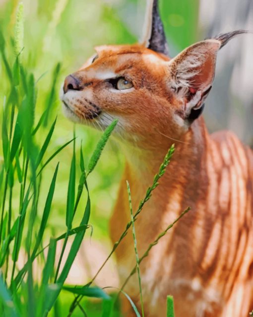 Cute Caracal Cat paint by numbers