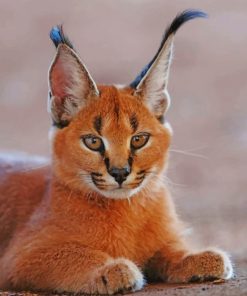 Caracal Cat paint by numbers