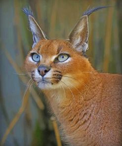 caracal portrait paint by numbers