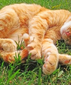 Cat Sleeping On Grass paint by numbers