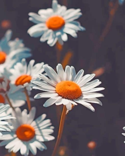 Chamomile Flowers paint by numbers