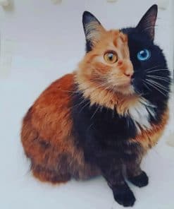 Chimera Cat paint by numbers