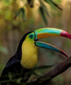 Keel Billed Toucan Ramphastos Sulfuratus paint by numbers