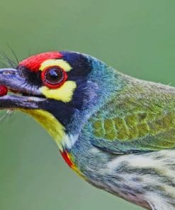 Colorful Bird Holding Berry In Beak paint by numbers