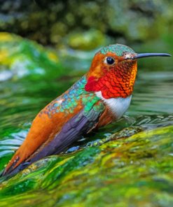 Colorful Hummingbird paint by numbers