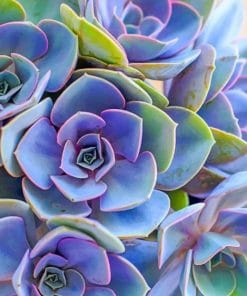 Colorful Succulent paint by numbers