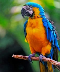 Colorful Parrot paint by numbers