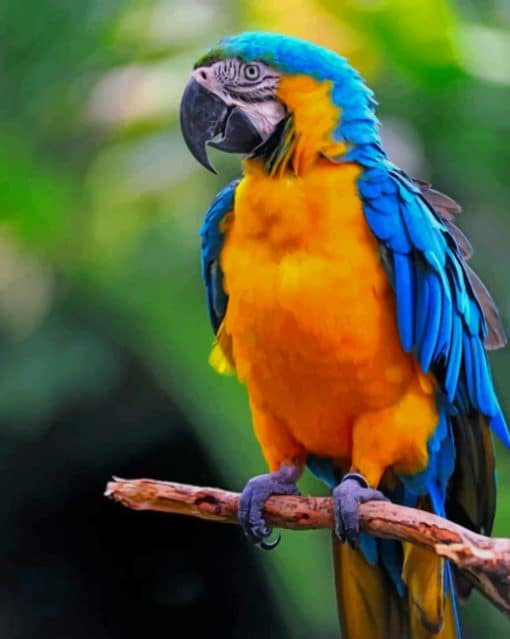 Colorful Parrot paint by numbers