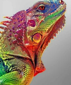 Common Agama paint by numbers