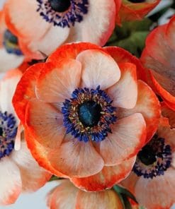 Coral Anemone Flower paint by numbers