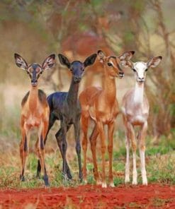 Cute Baby Deers paint by numbers