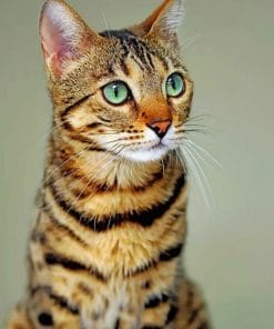 Cute Bengal Cat paint by numbers