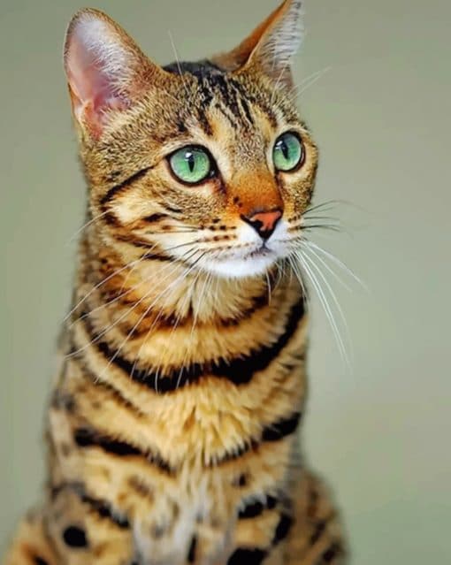 Cute Bengal Cat paint by numbers