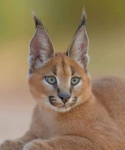 Cute Caracal Cat paint by numbers