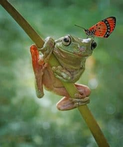 Cute Frog And Butterfly paint by numbers