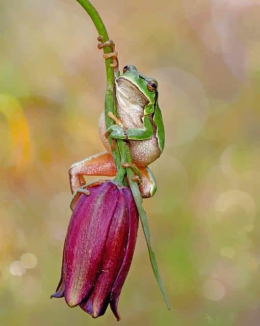 Cute Frog On A Flower painnt by numbers