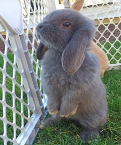 Cute Grey Bunny paint by numbers