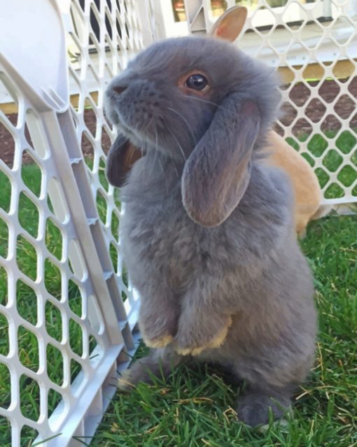 Cute Grey Bunny paint by numbers