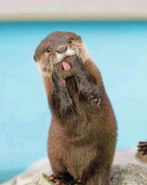 Cute Otter paint by numbers