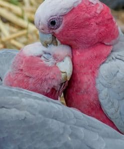 Cute Rose Breasted Cockatoo paint by numbers