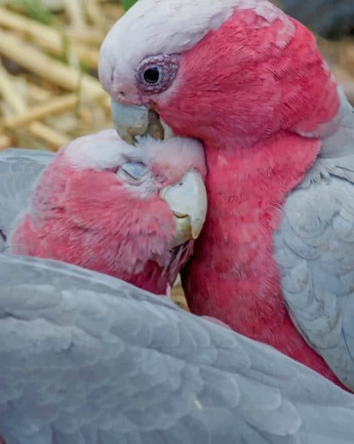 Cute Rose Breasted Cockatoo paint by numbers