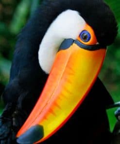 Cute Toco Toucan paint by numbers