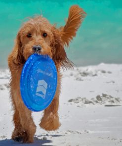 Dog Playing Fetch paint by numbers