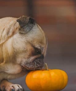 Dog Pug Smelling Pumpkin paint by numbers