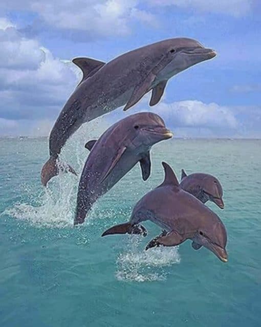 Dolphins Jumping paint by numbers