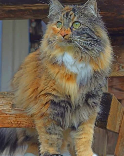 Domestic Long Haired Cat paint by numbers