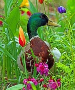 Duck In Grass paint by numbers