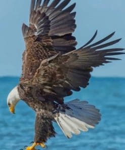 Eagle Flying paint by numbers