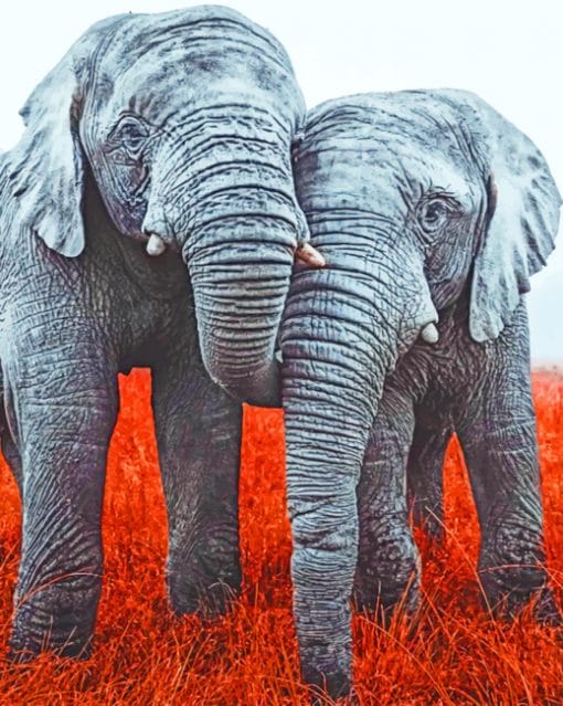 Two Elephants paint by numbers