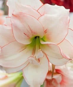 Elvas Amaryllis paint by numbers