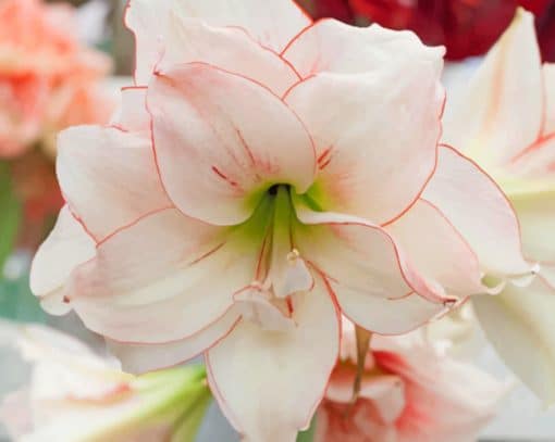 Elvas Amaryllis paint by numbers