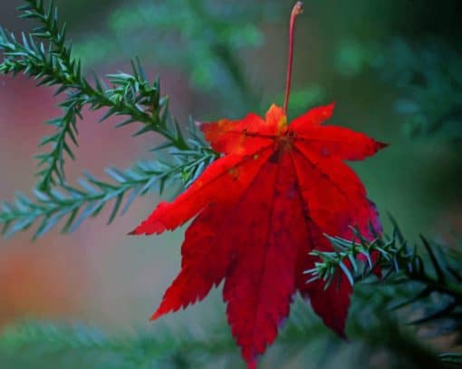 Fallen Red Leaf paint by numbers