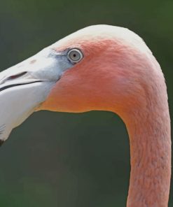 Flamingo With Tropical Color paint by numbers