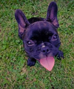 French Bulldog On Grass paint by numbers