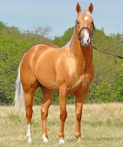 Golden Stallion Horse paint by numbers