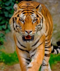 Gorgeous Tiger paint by numbers