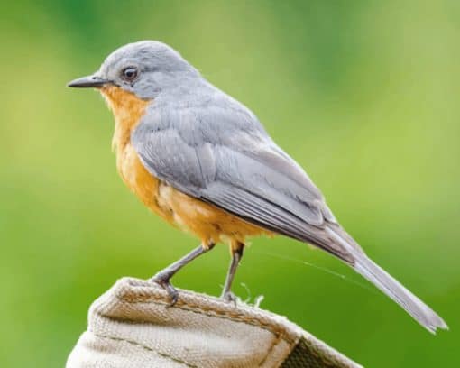 Gray And Brown Bird On Brown Log paint by numbers