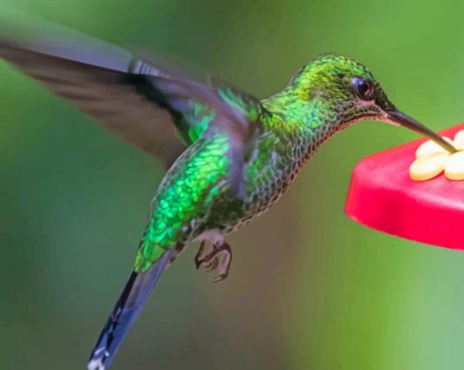 Green Hummingbird Flying paint by numbers