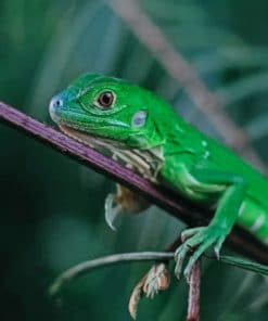 Green Lizard In Tree Branch paint by numbers