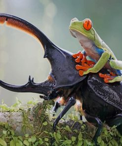 Green Tree Frog On Top Of Elephant Stag Beetle paint by numbers