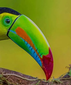 Green Yellow And Red Toucan Bird paint by numbers